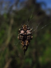 Parawixia