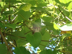 Aristolochia kaempferi
