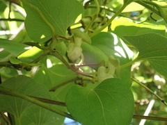 Aristolochia kaempferi