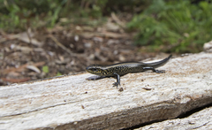 Lissolepis coventryi