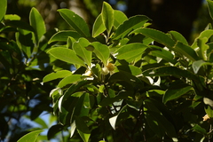 Gordonia obtusa