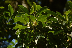 Gordonia obtusa