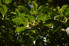 Gordonia obtusa
