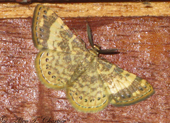 Aplogompha lafayi