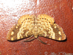 Aplogompha lafayi