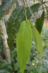 Syzygium munroi