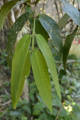 Syzygium munroi