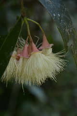 Syzygium munroi