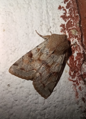 Clouded Drab