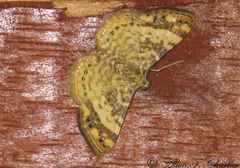 Aplogompha lafayi