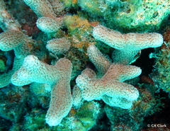 Porites porites