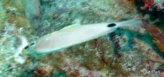Hypoplectrus unicolor