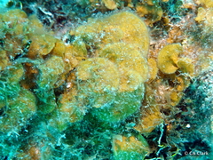 Lobophora variegata