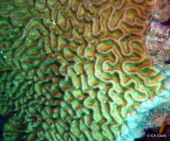 Pseudodiploria strigosa