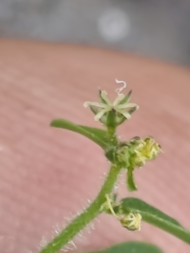 Andrachne microphylla (Andrachne microphylla)
