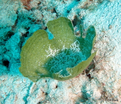 Udotea cyathiformis