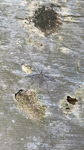 Unknown species found near Cherokee County, US-GA, US