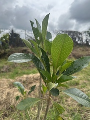 Aegiphila bogotensis is also known as "Bogota Aegiphila" (Aegiphila bogotensis)