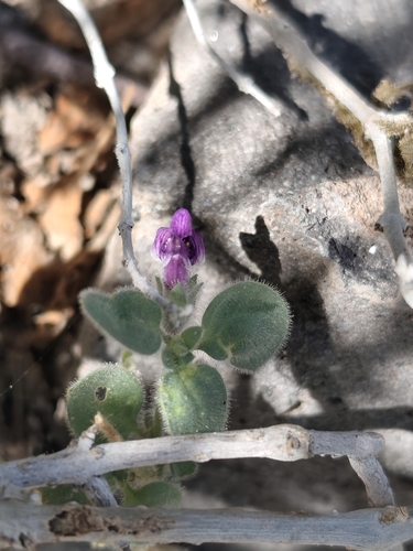 Deep Canyon snapdragon (Pseudorontium cyathiferum)