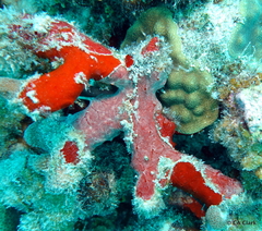 Monanchora arbuscula