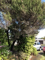 Leptospermum scoparium