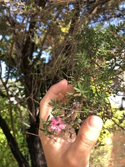 Leptospermum scoparium