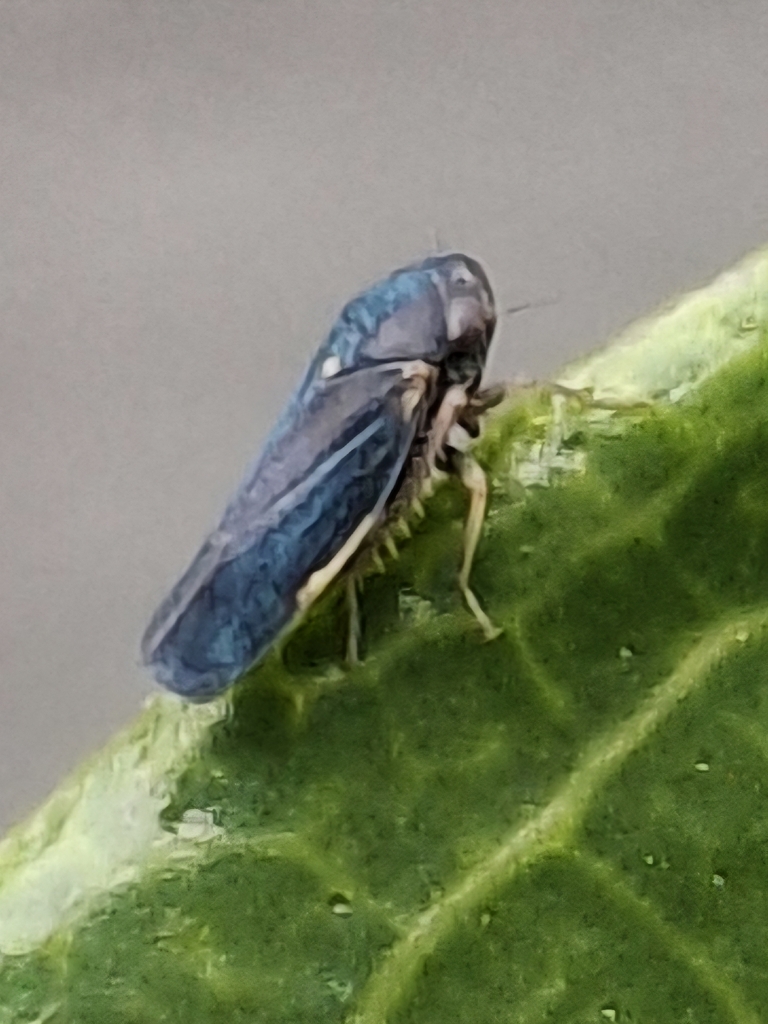 Ciminius yana
