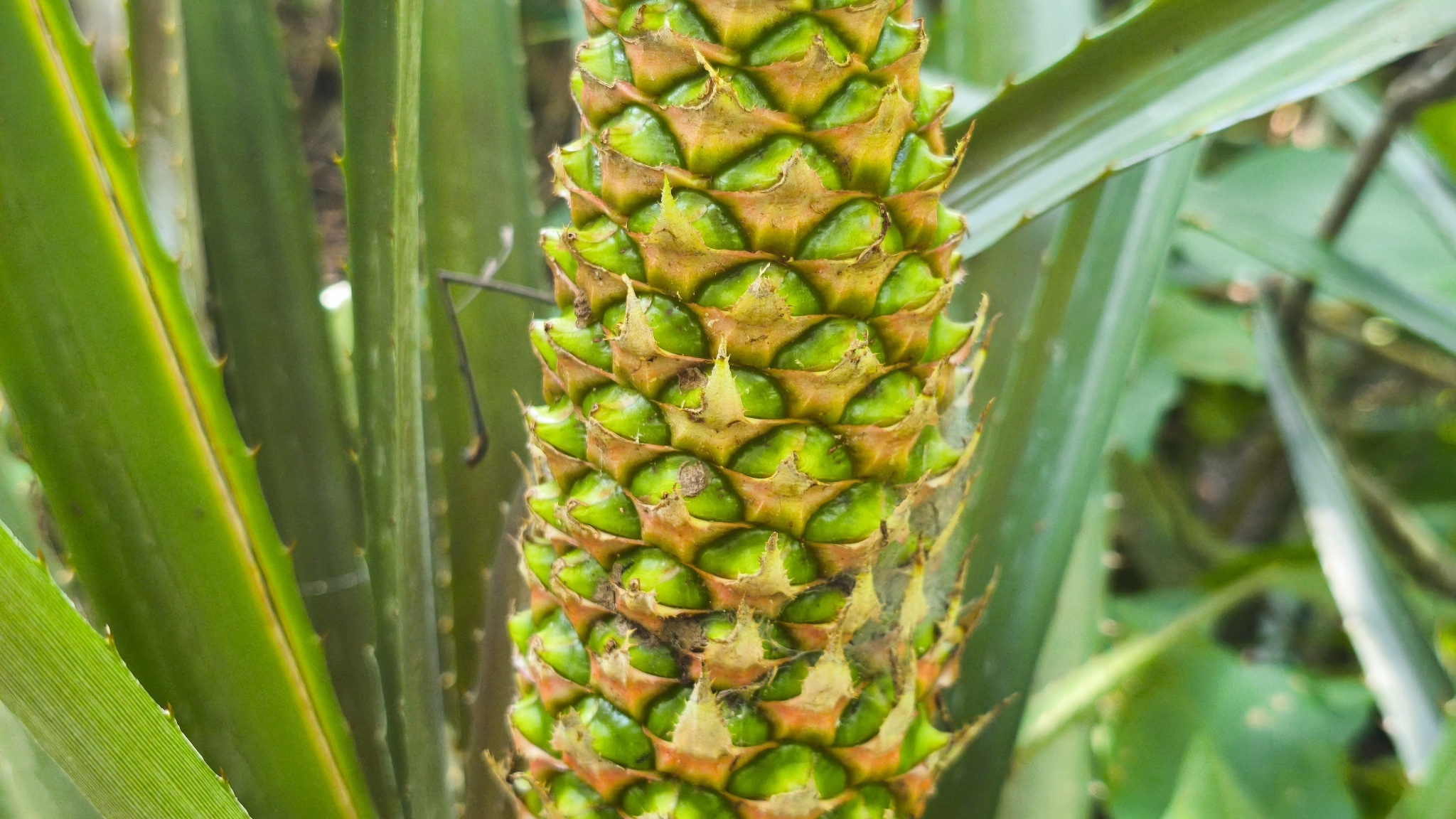 Imagem de Abacaxi