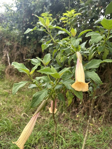 Brugmansia vulcanicola