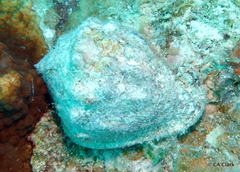 Cassis