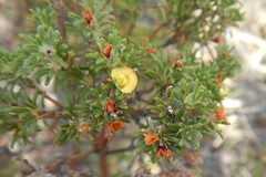 Phyllota pleurandroides