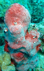 Monanchora arbuscula