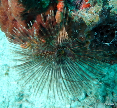 Bispira melanostigma