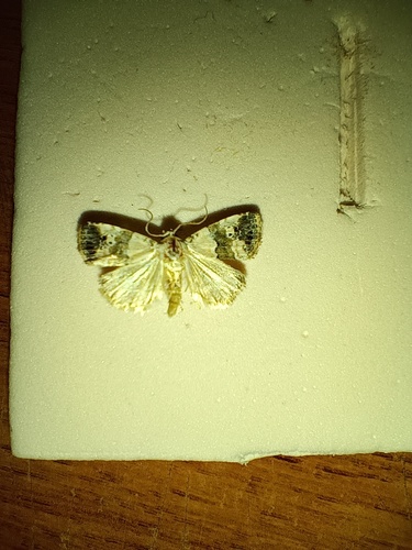 Maliattha signifera