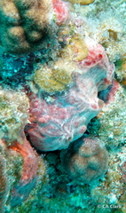 Monanchora arbuscula