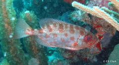 Heteropriacanthus cruentatus