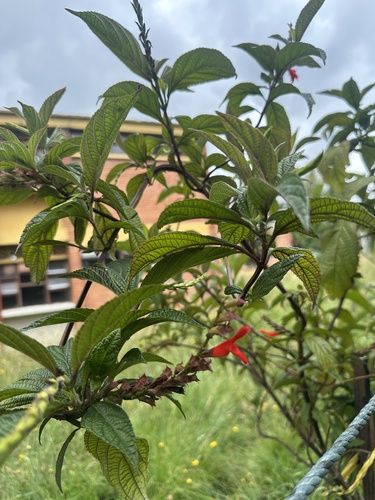 Salvia rufula