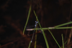 Lestes minutus