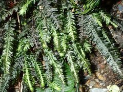 Cyathophorum bulbosum