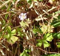 Geranium microphyllum
