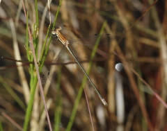 Lestes minutus