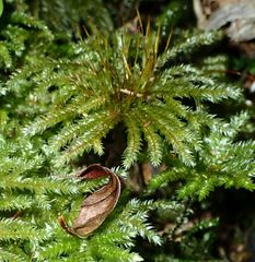 Hypnodendron spininervium