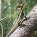 Brown Basilisk - Photo (c) Nick, some rights reserved (CC BY-NC), uploaded by Nick