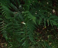 Hypolepis rufobarbata