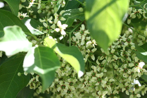 Hamilton's Spindletree (Euonymus hamiltonianus)