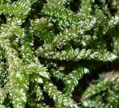 Weymouthia cochlearifolia