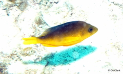 Hypoplectrus aberrans