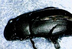 Tenebrionidae