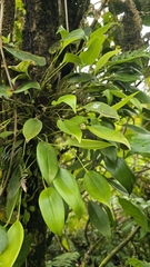 (c) Cristian I. Ortega Ramos, some rights reserved (CC BY) Pleurothallis ruscifolia, photograph (c) Cristian I. Ortega Ramos, some rights reserved (CC BY)
