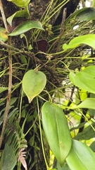 (c) Cristian I. Ortega Ramos, some rights reserved (CC BY) Pleurothallis ruscifolia, photograph (c) Cristian I. Ortega Ramos, some rights reserved (CC BY)